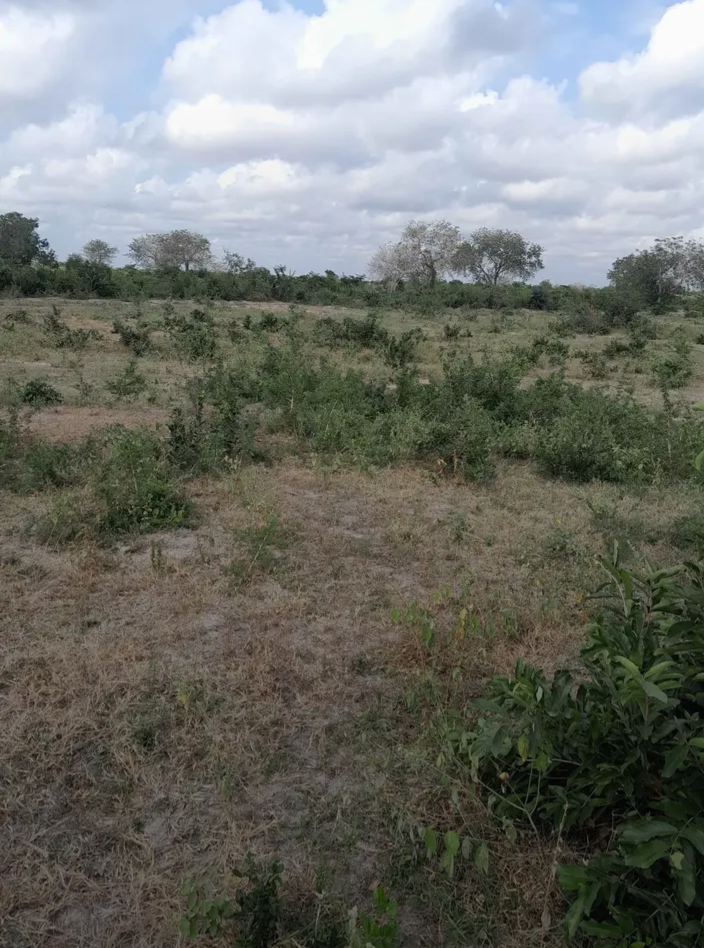 Shamba